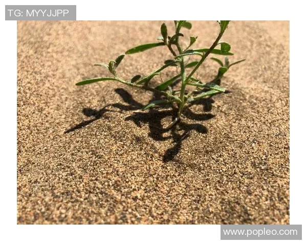 吴前:从青涩少年到篮球场上的领袖之路与奋斗历程 吴前:从青涩少年到篮球场上的领袖之路与奋斗历程